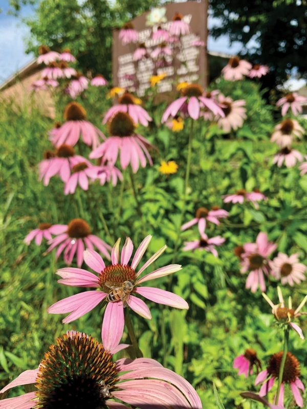 Peggy’s Pollinator Buzz