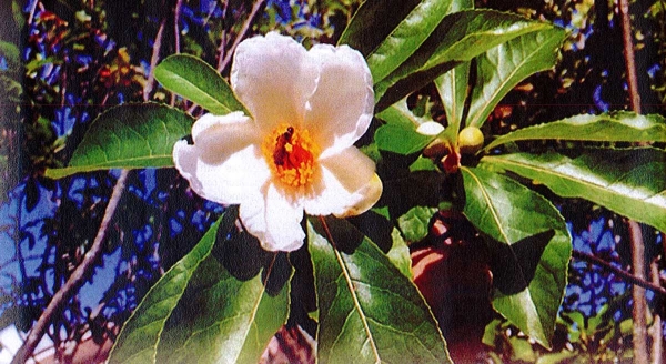 The Franklinia Tree - Laurel Magazine Article - November 2014